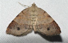 Mellilla xanthometata