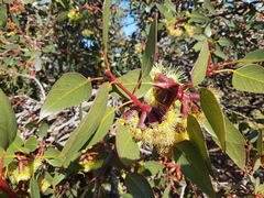 Eucalyptus grossa