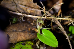 Corybas hatchii