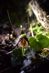 Corybas vitreus