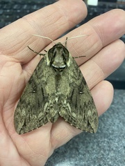 Ceratomia catalpae