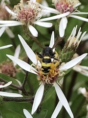 Cerceris rybyensis