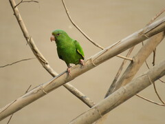 Brotogeris cyanoptera