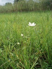Parnassia palustris
