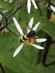 Cerceris rybyensis