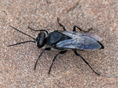Astata