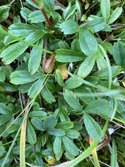 Sibbaldiopsis tridentata