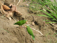 Brotogeris cyanoptera