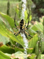 Argiope aurantia