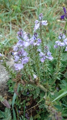 Veronica prostrata