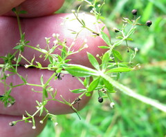 Galium asprellum