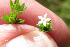 Galium asprellum