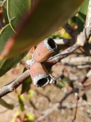 Eucalyptus grossa
