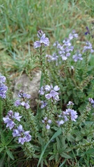 Veronica prostrata