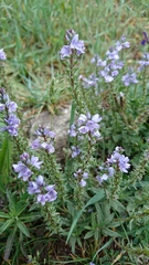 Veronica prostrata