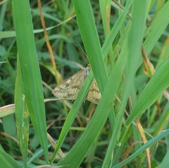 Sitochroa verticalis