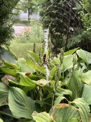 Argiope aurantia