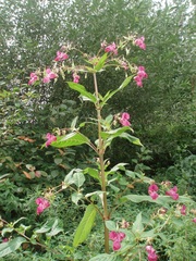 Impatiens glandulifera