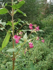 Impatiens glandulifera