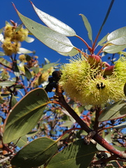 Eucalyptus grossa