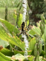 Argiope aurantia
