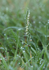 Spiranthes spiralis