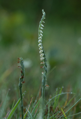 Spiranthes spiralis