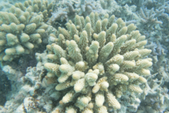 Acropora gemmifera