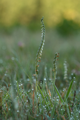Spiranthes spiralis