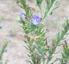 Sitochroa verticalis