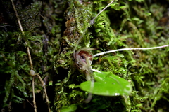 Corybas hatchii