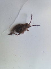 Stictopleurus abutilon