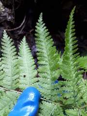 Hypolepis dicksonioides