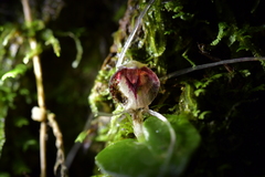 Corybas hatchii