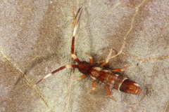 Orchesella flavescens