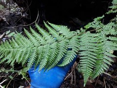 Hypolepis dicksonioides