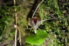 Corybas hatchii