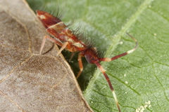Orchesella flavescens