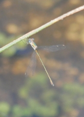 Lestidae