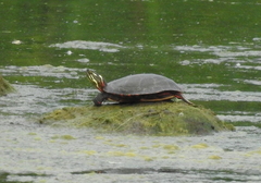Chrysemys picta marginata