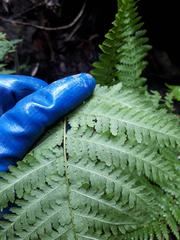 Hypolepis dicksonioides