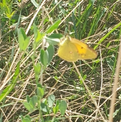 Colias croceus