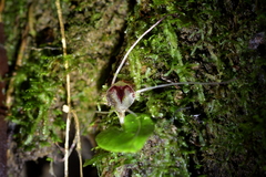 Corybas hatchii