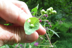 Persicaria perfoliata