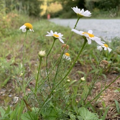 Tripleurospermum inodorum