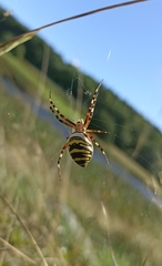 Argiope bruennichi