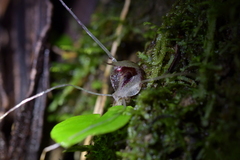 Corybas hatchii