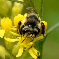 Callandrena