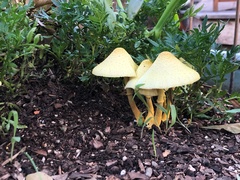 Leucocoprinus birnbaumii