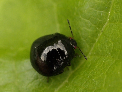 Dobilinė Kamuolblakė nuotrauka